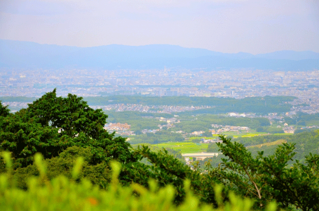 京都の生産緑地